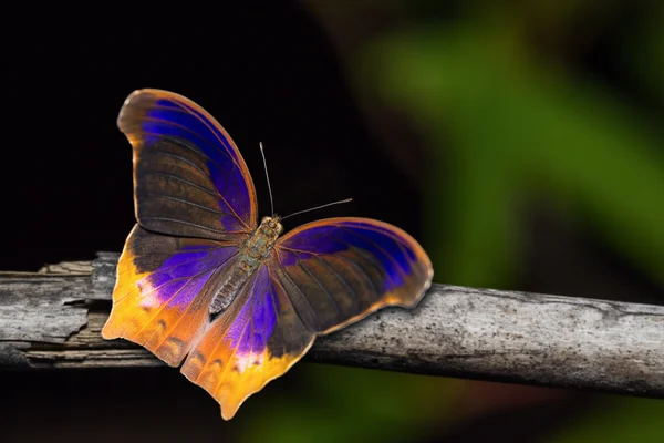 Grande farfalla assira — Foto Stock