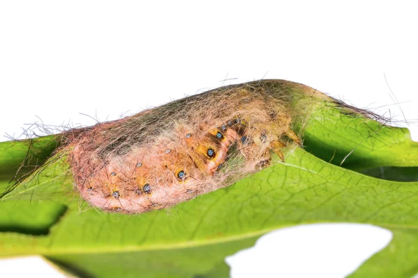 Roseapple caterpillar spinning silk cocoon — Stock Photo, Image