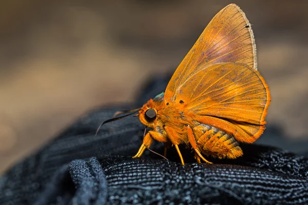 Borboleta laranja awlet — Fotografia de Stock