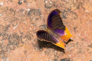 Büyük Asur kelebek