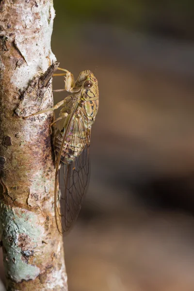 Ağustosböceği doğada — Stok fotoğraf