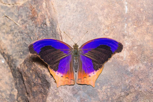 Großer assyrischer Schmetterling — Stockfoto