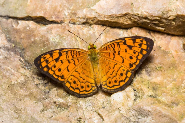 Piccola farfalla leopardo — Foto Stock