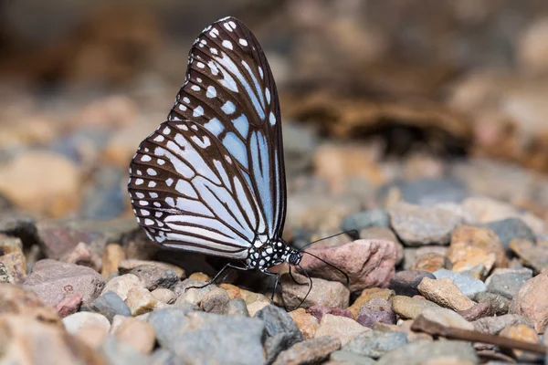 Common Glassy Tiger — Stock Photo, Image