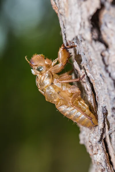 Cicada pupal case — Stock Photo, Image