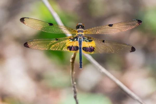 Gelb-gestreifte Flatterlibelle — Stockfoto