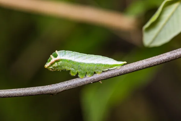 Fem-bar Swordtail caterpillar — Stockfoto