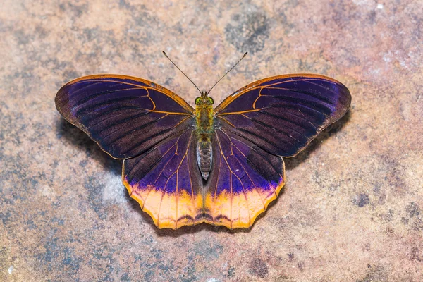Königlicher assyrischer Schmetterling — Stockfoto