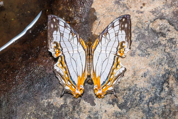 Wspólne mapa motyl — Zdjęcie stockowe