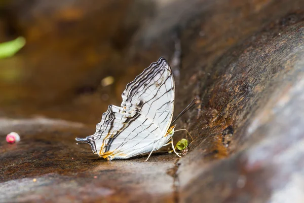 Mapa común de mariposa — Foto de Stock