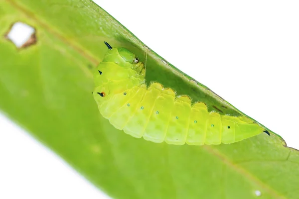 Ώριμη Tailed Jay κάμπια — Φωτογραφία Αρχείου