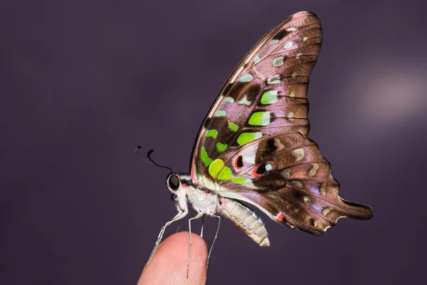 Kuyruklu jay kelebek — Stok fotoğraf