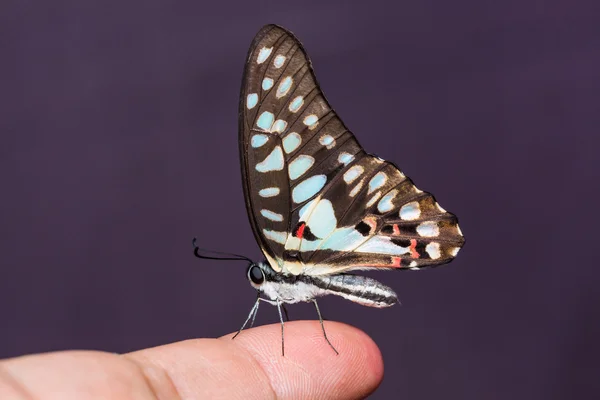 Common Jay butterfly — Stock Photo, Image