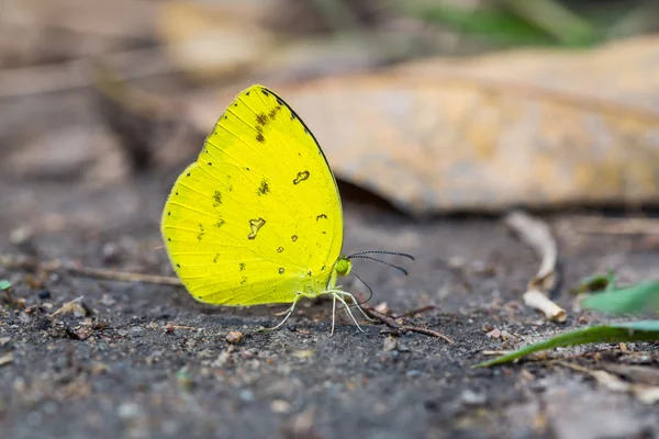 Césped común Mariposa amarilla —  Fotos de Stock