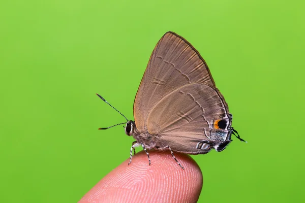 Ardósia flash borboleta — Fotografia de Stock