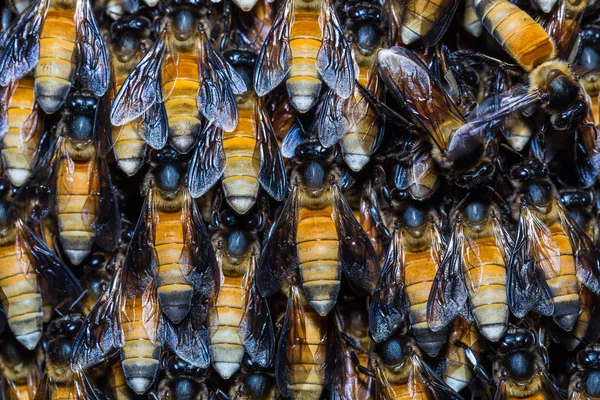 Giant honey bees — Stock Photo, Image