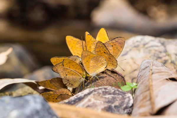 Pequeñas mariposas leopardo — Foto de Stock