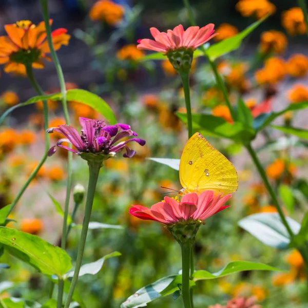 Lemon Emigrant butterfly in nature — Stock Photo, Image