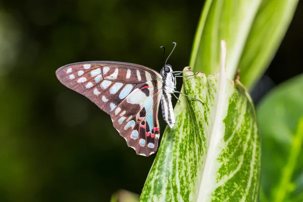 Común Jay mariposa — Foto de Stock