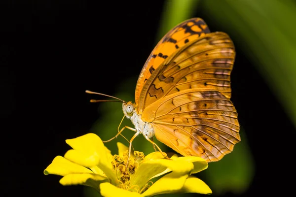 Papillon léopard commun — Photo