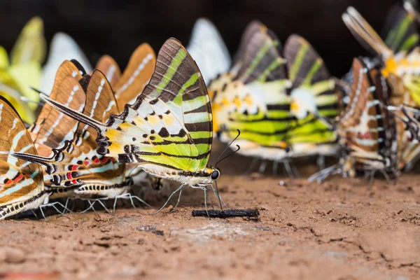 Бабочки-меченосцы — стоковое фото