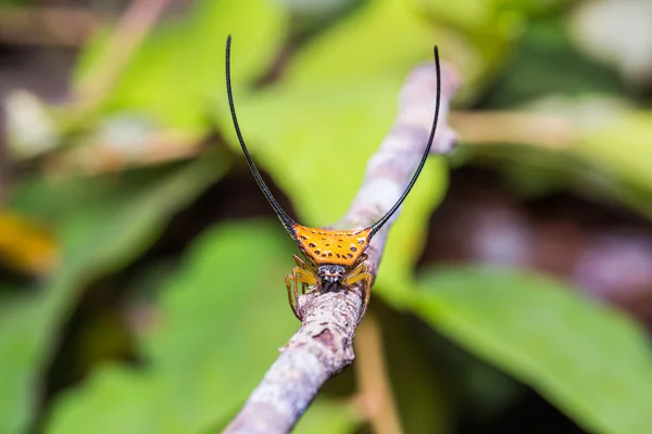 Lång-horned Orb-vävare Spider — Stockfoto