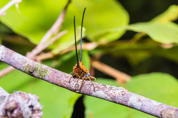 Long-horned Orb-weaver Spider — Stock Photo, Image
