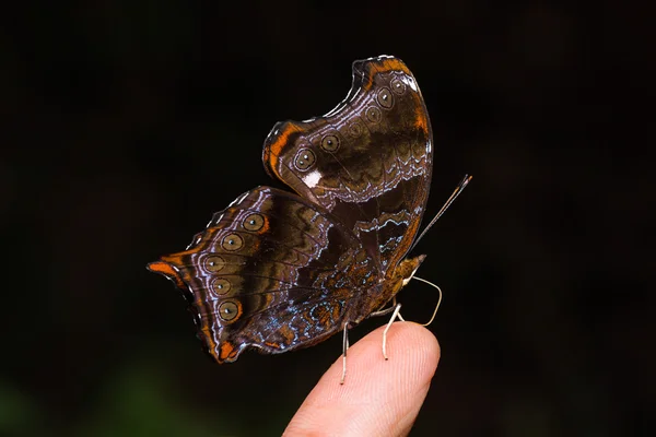 The Wizard butterfly — Stock Photo, Image
