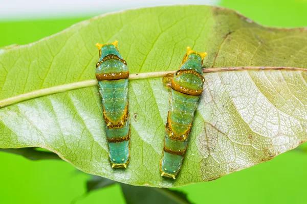 縞模様のアゲハの幼虫 — ストック写真