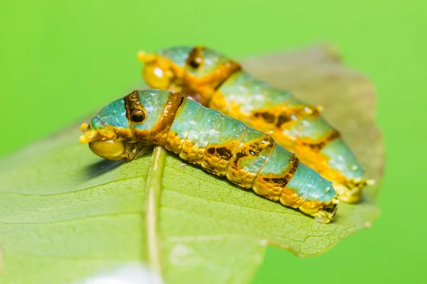 Gestreepte Swallowtail rupsen — Stockfoto