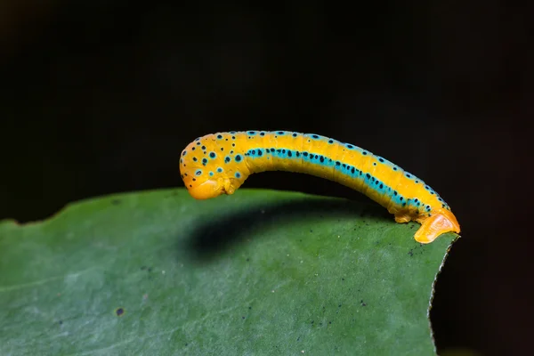 Dysphania militaris nachtvlinder caterpillar — Stockfoto