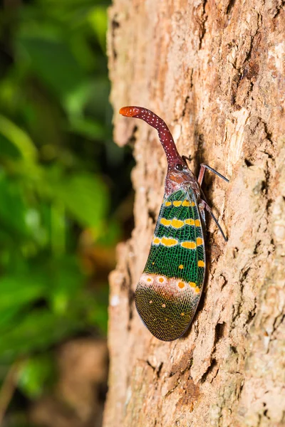 Pyrops karenia lámpás, bug — Stock Fotó