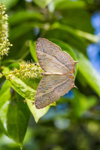 Marbled Map butterfly — Stock fotografie