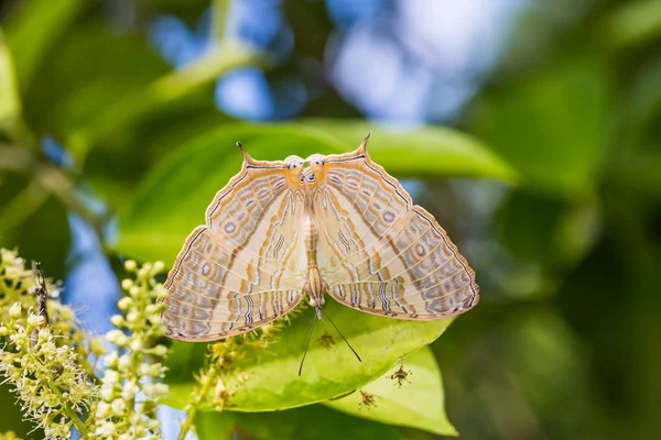 Carte marbrée papillon — Photo