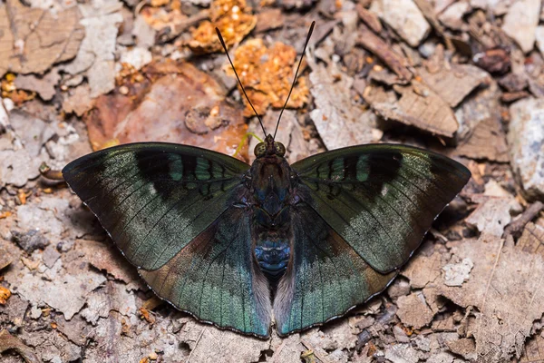 Powdered Baron or Malay Baron butterfly — Stok fotoğraf