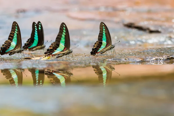 Группа бабочек из голубой бутылки — стоковое фото