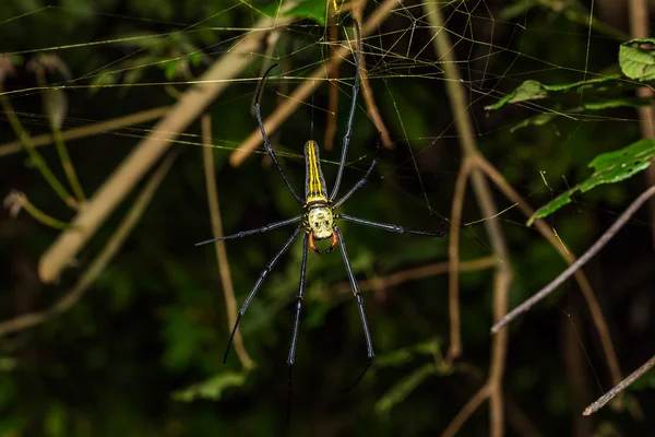 Golden orb weaver spider — Fotografie, imagine de stoc