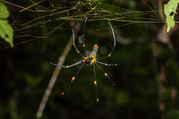 Altın Orb Weaver örümcek — Stok fotoğraf