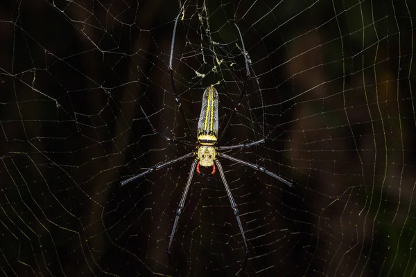 Altın Orb Weaver örümcek — Stok fotoğraf