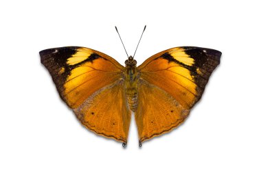 sonbahar yaprak kelebek