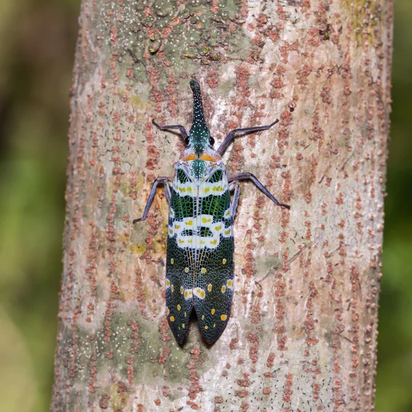 Pyrops viridirostris latarnia błąd — Zdjęcie stockowe