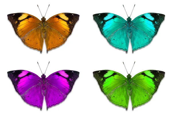 Причудливый цвет Бабочка Осенний Лист — стоковое фото