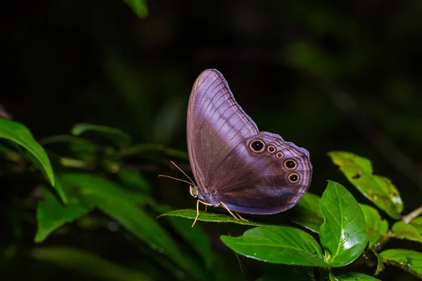 Scarsa farfalla Catseye Foto Stock Royalty Free