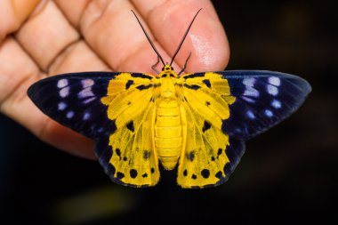 Dysphania militaris moth clipart