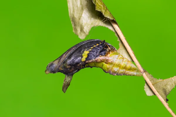 Mogen Banded Swallowtail pupa — Stockfoto