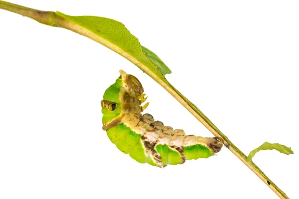 Зрелая полосатая гусеница — стоковое фото