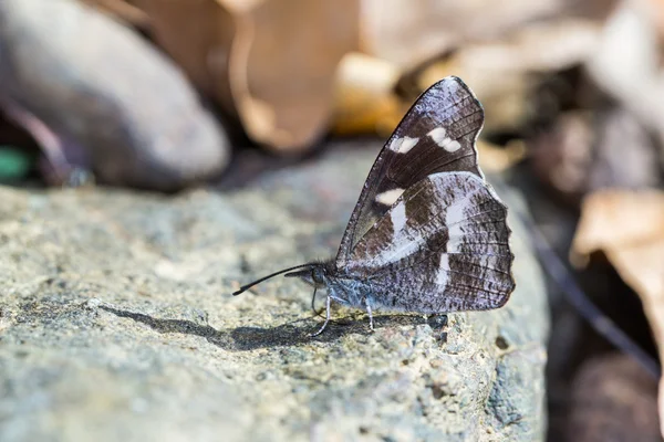 Fehér foltos csőr pillangó — Stock Fotó