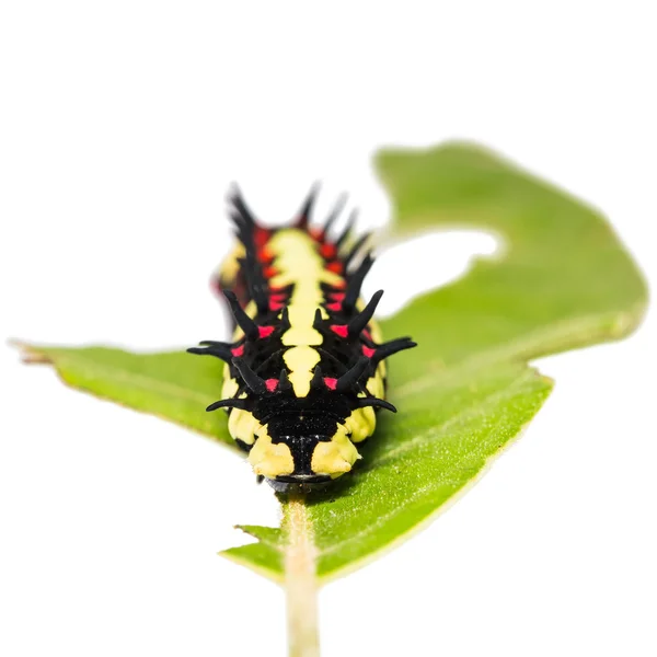 Mature Common Mime caterpillar — Stock Photo, Image