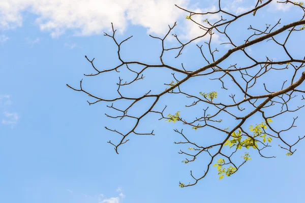 Våren natur bakgrund — Stockfoto