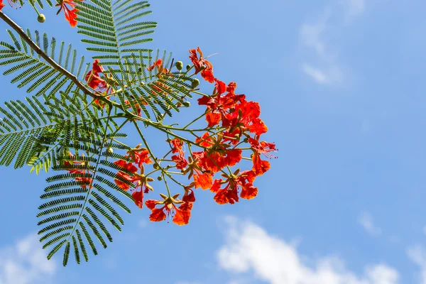 Natur bakgrund — Stockfoto